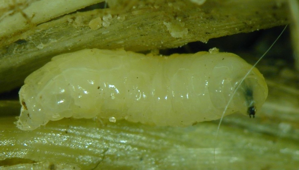 Wheat bulb fly larva.